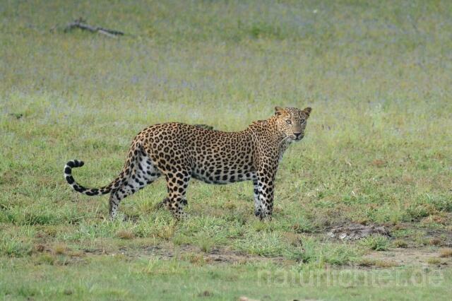W4305 Sri Lanka Leopard - Peter Wächtershäuser