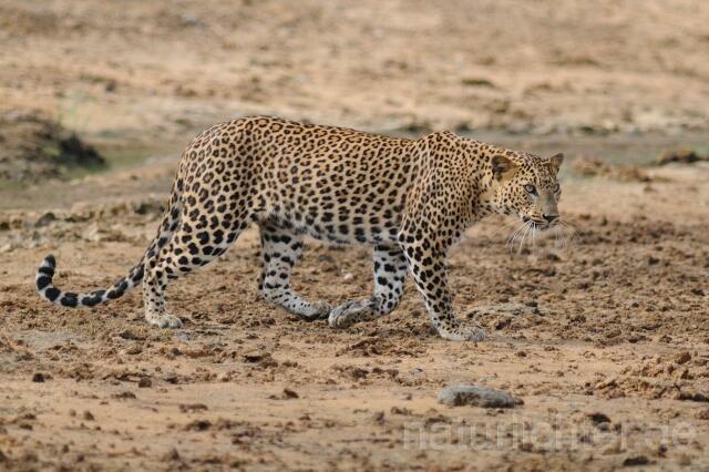 W4315 Sri Lanka Leopard - Peter Wächtershäuser