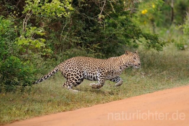 W4316 Sri Lanka Leopard - Peter Wächtershäuser
