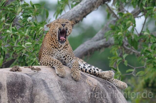 W4324 Sri Lanka Leopard - Peter Wächtershäuser