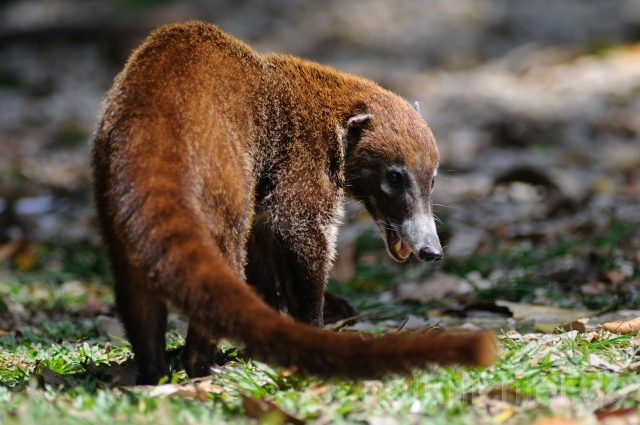 W6775 Weißrüssel-Nasenbär,White-nosed coati - Peter Wächtershäuser