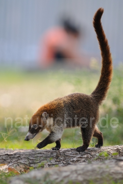 W6776 Weißrüssel-Nasenbär,White-nosed coati - Peter Wächtershäuser