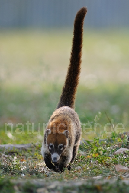 W6777 Weißrüssel-Nasenbär,White-nosed coati - Peter Wächtershäuser