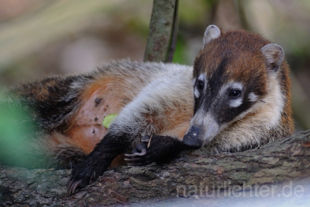 W6778 Weißrüssel-Nasenbär,White-nosed coati - Peter Wächtershäuser