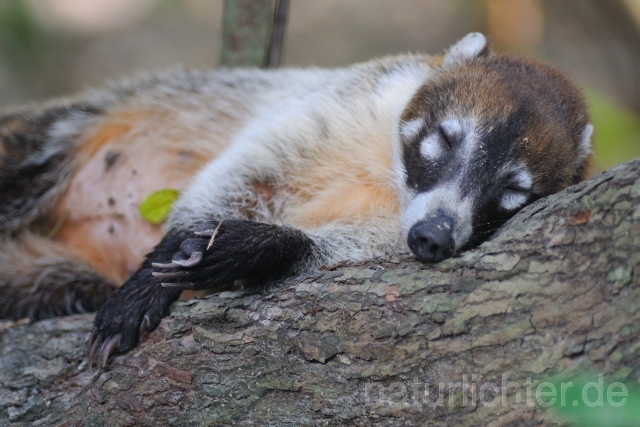 W6779 Weißrüssel-Nasenbär,White-nosed coati - Peter Wächtershäuser