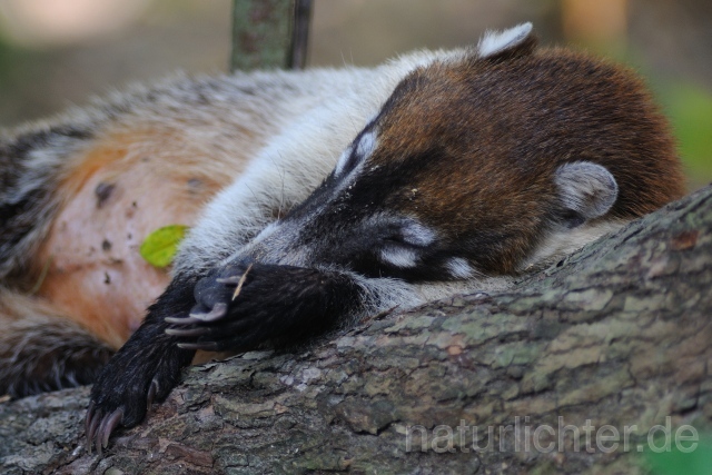 W6780 Weißrüssel-Nasenbär,White-nosed coati - Peter Wächtershäuser