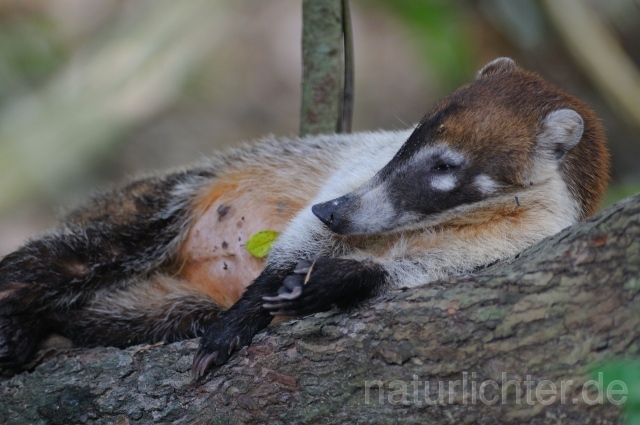 W6781 Weißrüssel-Nasenbär,White-nosed coati - Peter Wächtershäuser