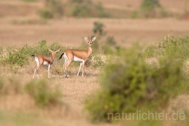 W7427 Indische Gazelle,Chinkara - Peter Wächtershäuser