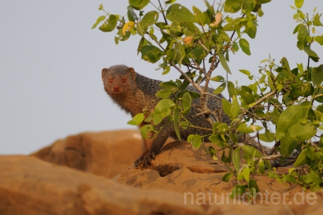 W7452 Indische Mungo,Common grey mongoose - Peter Wächtershäuser