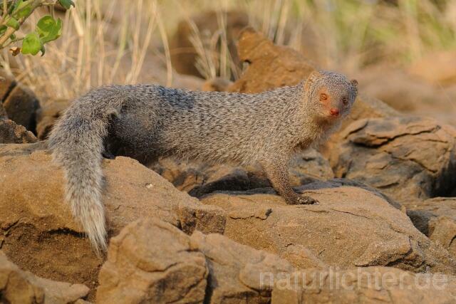 W7455 Indische Mungo,Common grey mongoose - Peter Wächtershäuser