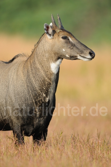 W7464 Nilgauantilope,Nilgai - Peter Wächtershäuser