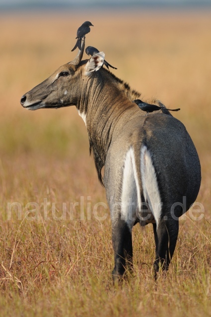 W7465 Nilgauantilope,Nilgai - Peter Wächtershäuser