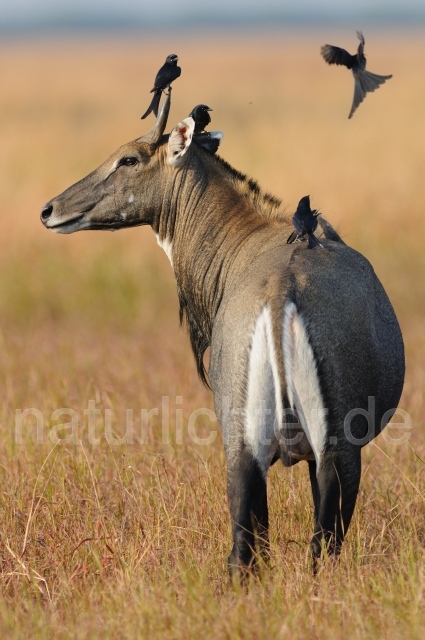 W7466 Nilgauantilope,Nilgai - Peter Wächtershäuser