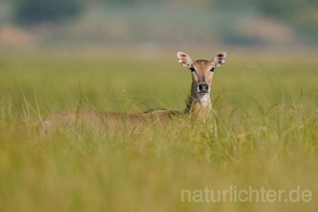 W7467 Nilgauantilope,Nilgai - Peter Wächtershäuser