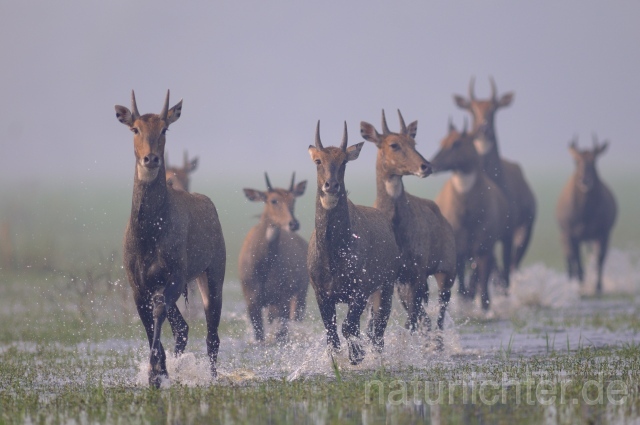 W7470 Nilgauantilope,Nilgai - Peter Wächtershäuser