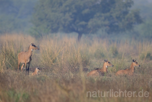 W7472 Nilgauantilope,Nilgai - Peter Wächtershäuser