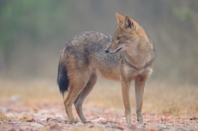 W7495 Goldschakal,Common Jackal - Peter Wächtershäuser