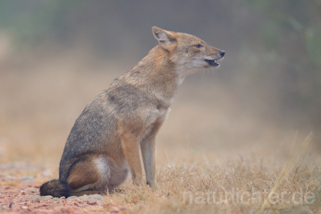 W7498 Goldschakal,Common Jackal - Peter Wächtershäuser