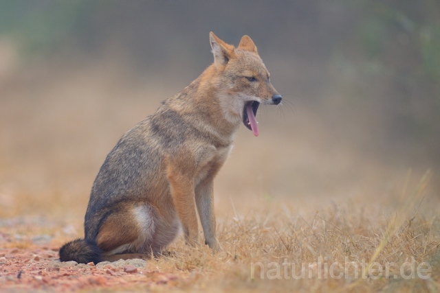 W7499 Goldschakal,Common Jackal - Peter Wächtershäuser