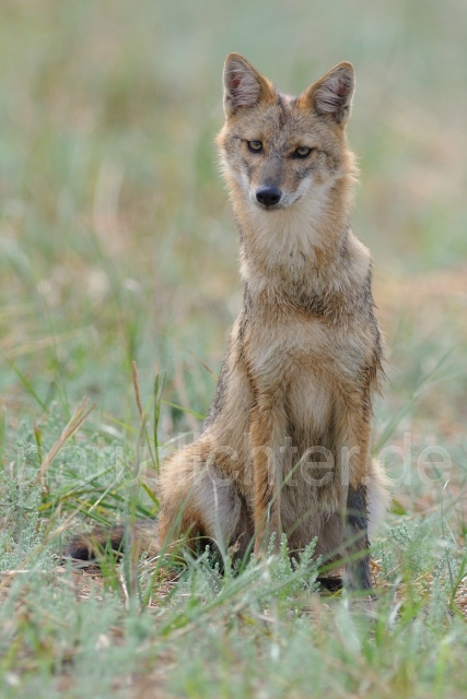 W7501 Goldschakal,Common Jackal - Peter Wächtershäuser