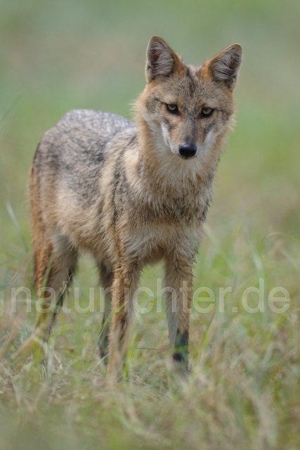 W7502 Goldschakal,Common Jackal - Peter Wächtershäuser