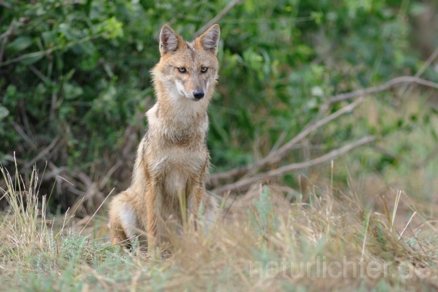 W7505 Goldschakal,Common Jackal - Peter Wächtershäuser