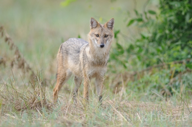 W7506 Goldschakal,Common Jackal - Peter Wächtershäuser