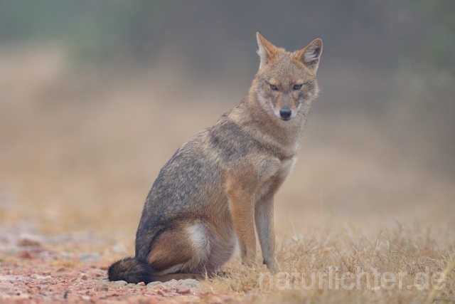 W7508 Goldschakal,Common Jackal - Peter Wächtershäuser