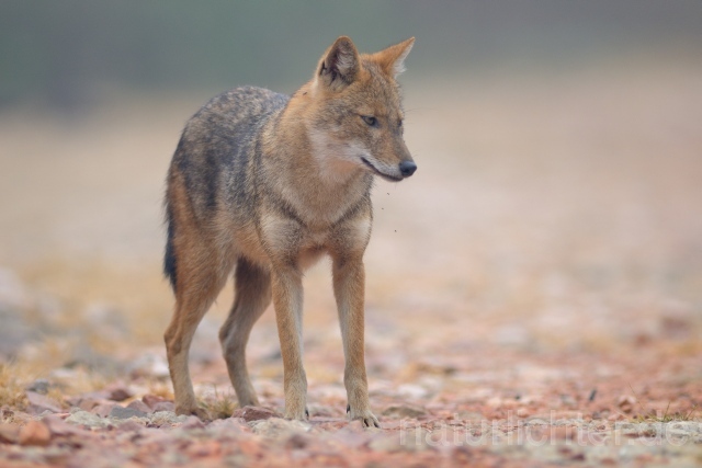 W7509 Goldschakal,Common Jackal - Peter Wächtershäuser