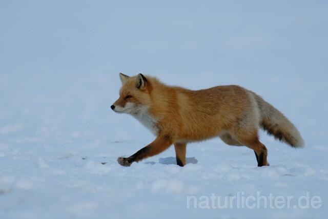 W8533 Rotfuchs,Red fox - Peter Wächtershäuser