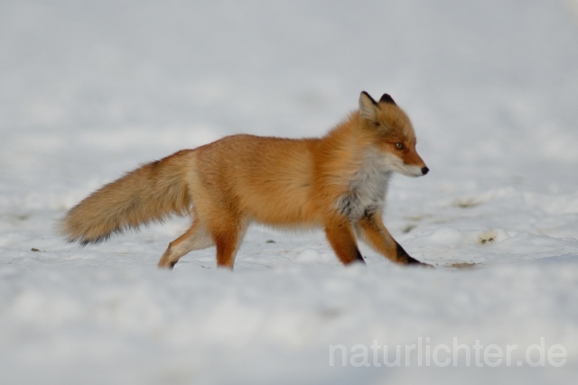 W8536 Rotfuchs,Red fox - Peter Wächtershäuser