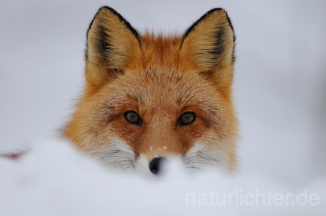 W8538 Rotfuchs,Red fox - Peter Wächtershäuser
