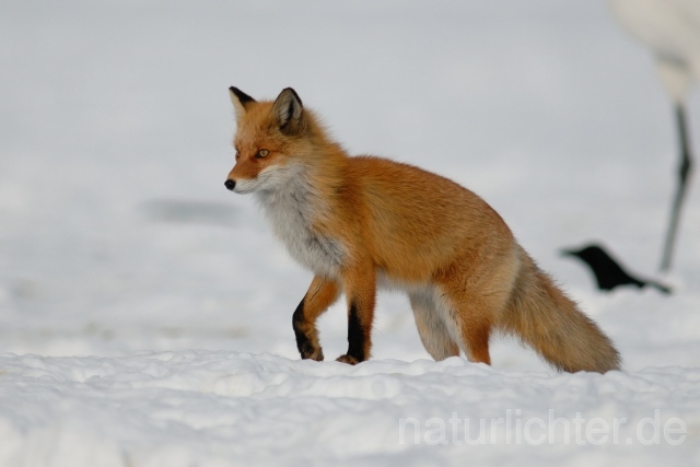 W8541 Rotfuchs,Red fox - Peter Wächtershäuser