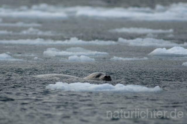 W8560 Seehund,Habor Seal - Peter Wächtershäuser