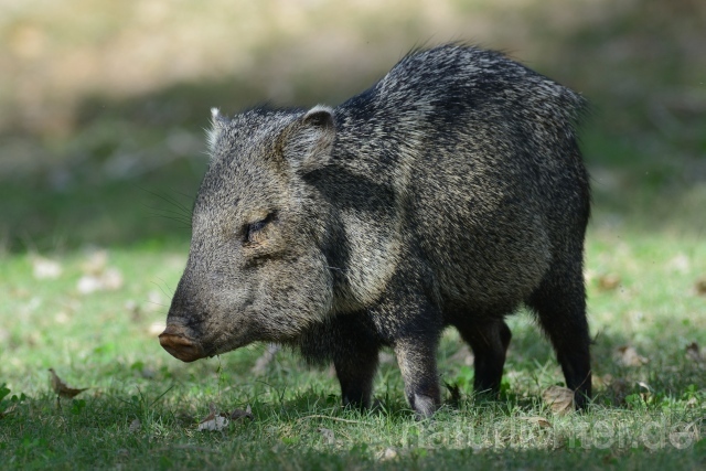 W9323 Pekari,Javelina - Peter Wächtershäuser