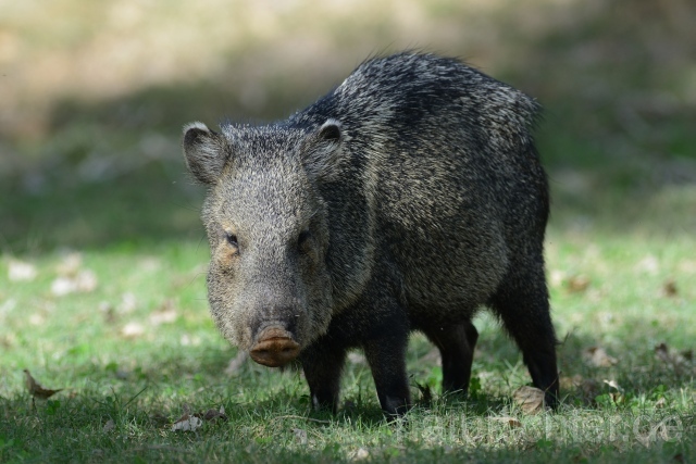 W9324 Pekari,Javelina - Peter Wächtershäuser