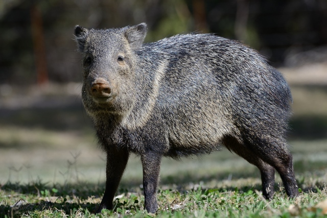 W9326 Pekari,Javelina - Peter Wächtershäuser