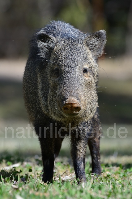 W9327 Pekari,Javelina - Peter Wächtershäuser