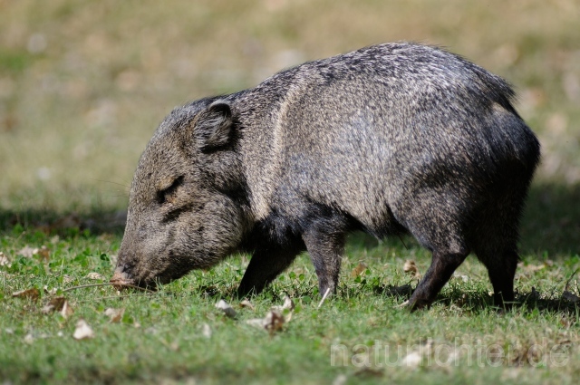 W9328 Pekari,Javelina - Peter Wächtershäuser