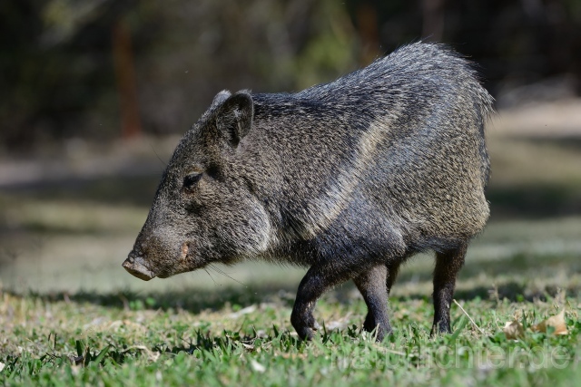 W9330 Pekari,Javelina - Peter Wächtershäuser