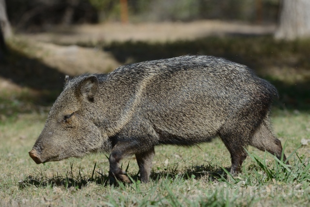 W9331 Pekari,Javelina - Peter Wächtershäuser