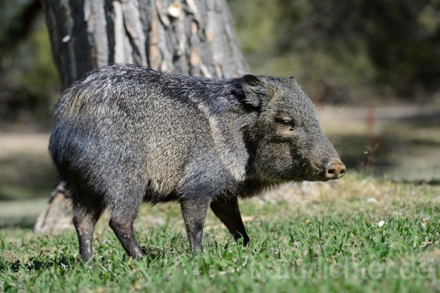 W9333 Pekari,Javelina - Peter Wächtershäuser