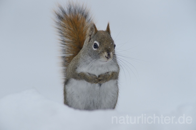 W9763 Grauhörnchen,Eastern gray squirrel - Peter Wächtershäuser