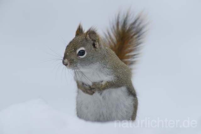 W9764 Grauhörnchen,Eastern gray squirrel - Peter Wächtershäuser