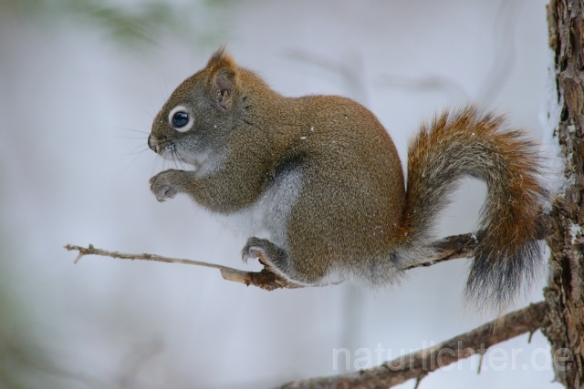 W9765 Grauhörnchen,Eastern gray squirrel - Peter Wächtershäuser