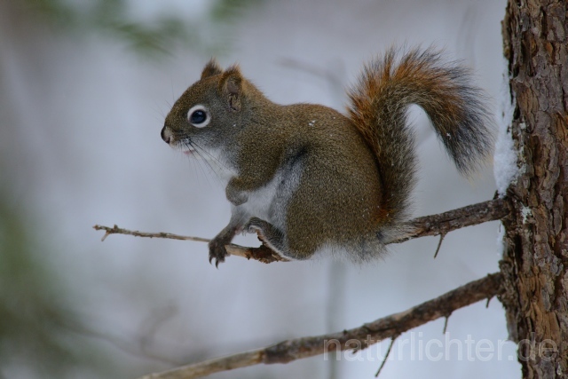 W9766 Grauhörnchen,Eastern gray squirrel - Peter Wächtershäuser