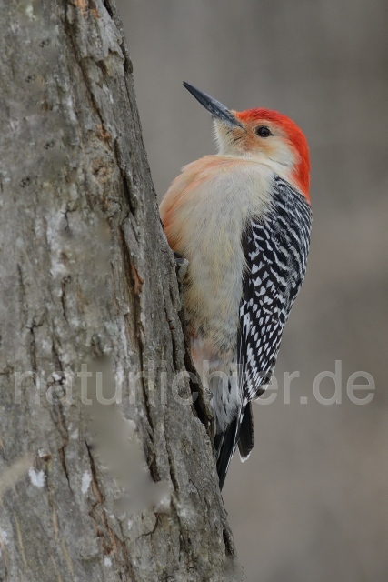 W10005 Carolinaspecht,Red-bellied Woodpecker - Peter Wächtershäuser