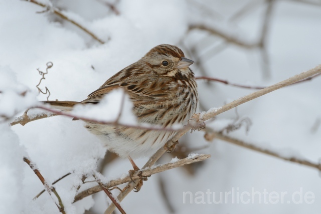 W10014 Grasammer,Savannah Sparrow - Peter Wächtershäuser