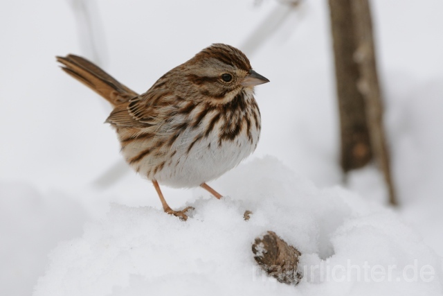 W10015 Grasammer,Savannah Sparrow - Peter Wächtershäuser