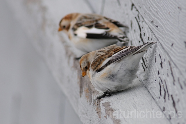 W10043 Schneeammer,Snow Bunting - Peter Wächtershäuser